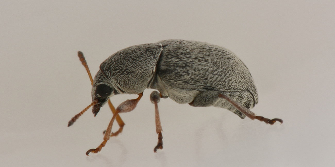 Bruchela rufipes?  Sì,  Bruchela rufipes rufipes
